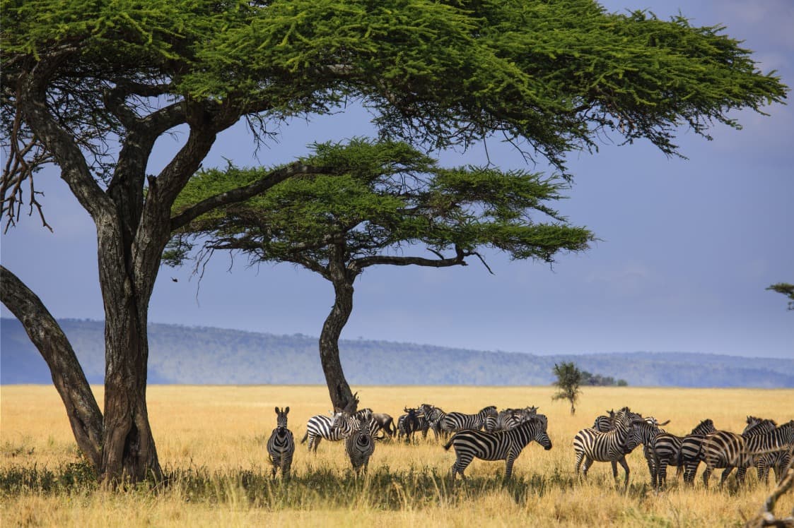 Serengeti Nationalpark
