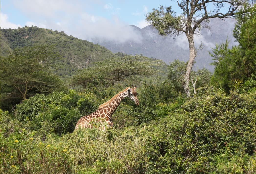 Arusha-Nationalpark