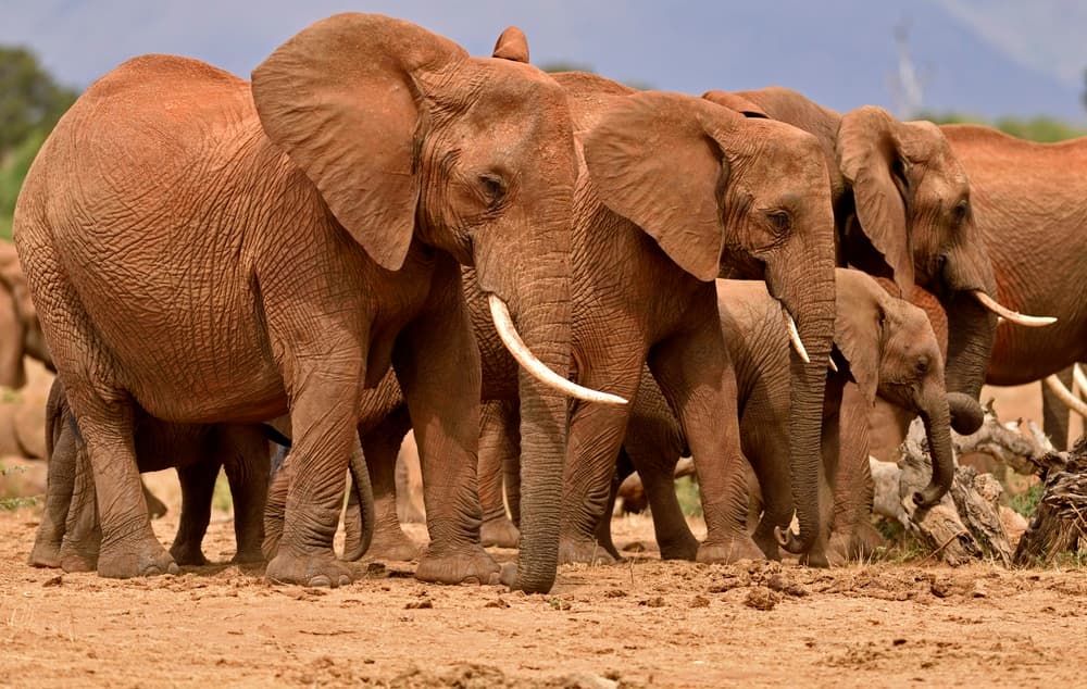 Tsavo-East-Nationalpark
